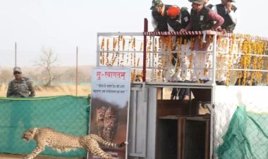 सीएम डॉ. मोहन यादव ने पावक और प्रभास को बाड़े में छोड़ा, पिंजरे से निकलते ही चीतों ने लगाई दौड़,चीतों पर रखी जाएगी 24 घंटे नजर