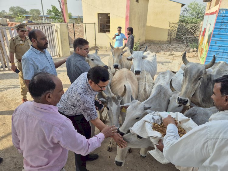 जिलाधिकारी ने कदौरा कान्हा गौशाला का किया औचक निरीक्षण, अधिकारियों को दिए सख्त निर्देश