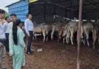 बारिश में गौवंश की सुरक्षा को लेकर DM-SP सख्त: गौशालाओं का निरीक्षण, चारा-पानी, शेड और जल निकासी दुरुस्त रखने के निर्देश
