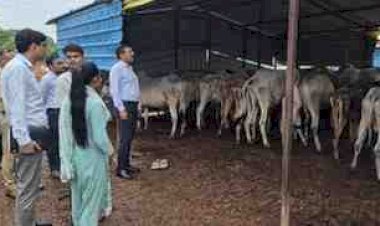 बारिश में गौवंश की सुरक्षा को लेकर DM-SP सख्त: गौशालाओं का निरीक्षण, चारा-पानी, शेड और जल निकासी दुरुस्त रखने के निर्देश